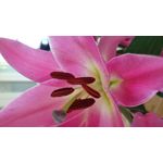 FOTOS AUS DIESEM HANDY