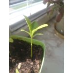 FOTOS AUS DIESEM HANDY