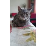 Imágenes de los usuarios Sony Xperia Z2