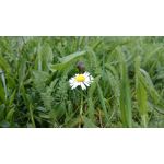 Imágenes de los usuarios Sony Xperia Z2