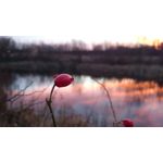 Imágenes de los usuarios Sony Xperia Z2