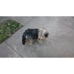 Imágenes de los usuarios Sony Xperia Z2