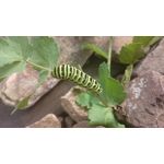 Imágenes de los usuarios Sony Xperia Z2