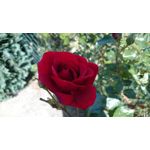 Imágenes de los usuarios Sony Xperia Z2