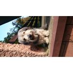 Imágenes de los usuarios Sony Xperia Z2