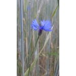 Imágenes de los usuarios Sony Xperia Z2