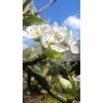 Imágenes de los usuarios Sony Xperia Z2