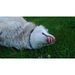 Imágenes de los usuarios Sony Xperia Z2