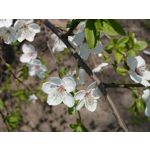 Imágenes de los usuarios Sony Xperia Z2