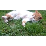 Imágenes de los usuarios Sony Xperia Z2