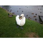 Imágenes de los usuarios Sony Xperia Z2