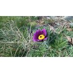 Imágenes de los usuarios Sony Xperia Z2