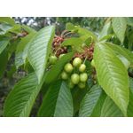 Imágenes de los usuarios Sony Xperia Z2