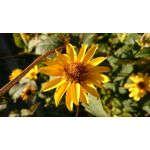 Imágenes de los usuarios Sony Xperia Z2