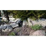 Imágenes de los usuarios Sony Xperia Z2