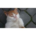 Imágenes de los usuarios Sony Xperia Z2