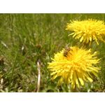 Imágenes de los usuarios Sony Xperia Z2