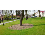 Imágenes de los usuarios Sony Xperia Z2