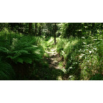 Imágenes de los usuarios Sony Xperia Z2