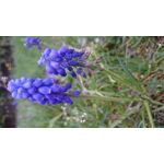 Imágenes de los usuarios Sony Xperia Z2