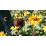 Imágenes de los usuarios Sony Xperia Z2