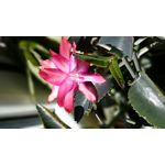 Imágenes de los usuarios Sony Xperia Z2