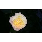 Imágenes de los usuarios Sony Xperia Z2