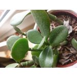 Imágenes de los usuarios Sony Xperia Z2