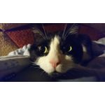 Selbst von Nutzern gemachte Bilder Sony Xperia Z5