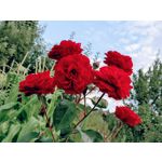 來自這款手機的圖片