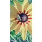 來自這款手機的圖片