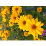 來自這款手機的圖片