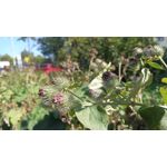 Pictures by this phone T-Mobile T Phone 5G 2023