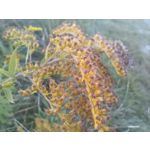 Pictures by this phone T-Mobile T Phone 5G 2023