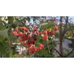 Pictures by this phone T-Mobile T Phone 5G 2023