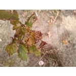 Pictures by this phone T-Mobile T Phone 5G 2023