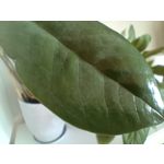 Pictures by this phone T-Mobile T Phone 5G 2023