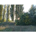 Pictures by this phone T-Mobile T Phone 5G 2023