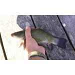 FOTO FATTE CON QUESTO TELEFONO