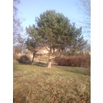 PICTURES FROM THIS PHONE