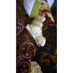 PICTURES FROM THIS PHONE