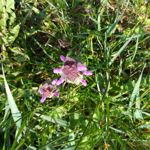 PHOTOS FAITES AVEC CE SMARTPHONE