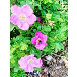 PICTURES FROM THIS PHONE