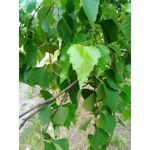 来自这款手机的图片