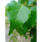 来自这款手机的图片