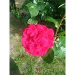 来自这款手机的图片