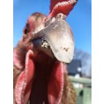 FOTO'S VAN DEZE TELEFOON