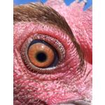 FOTO'S VAN DEZE TELEFOON