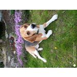 Foto's van de gebruikers Umidigi S3 Pro Foto's van de gebruikers Umidigi S3 Pro