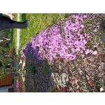 Foto's van de gebruikers Umidigi S3 Pro Foto's van de gebruikers Umidigi S3 Pro